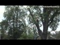 Oldřišov:  Kácení starých stromů v okolí místního rybníka
