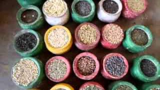 Millet Seed Bank Dds Deccan Development Society Youtube