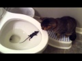 Rascal the Cat and the Toilet Rat