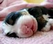 Tenderness is... a puppy dreaming Tenderness is... a puppy dreaming