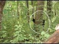 real bigfoot caught on tape