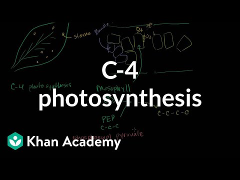 C-4 Photosynthesis