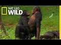 Wild Wives of Africa - Bonobo Love