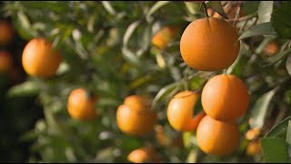 Главный фрукт Нового года: в Абхазии собрали рекордный урожай мандаринов