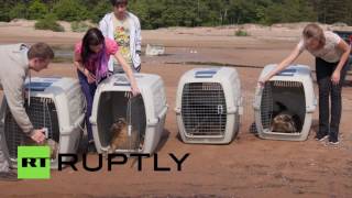 Пять тюленей возвращены в дикую природу близ Санкт-Петербурга