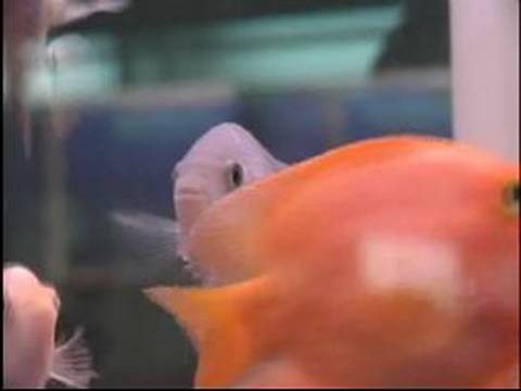 How to Buy Aquarium Fish : How to Maintain Nitrogen Level in Your Aquarium