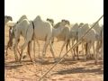 منقية فهد المقبل التميمي