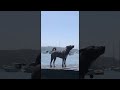 Un chien éjecte de l eau par son anus Un chien éjecte de l eau par son anus