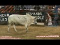Picture ¡autentico Jaripeo Torneo San Lorenzo Primer Eliminatoria En La Monumental De Morelia 2014