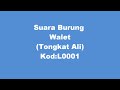 Image L0001 Suara Burung Walet Tongkat Ali