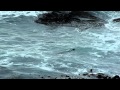 Fur Seal