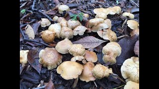 Rain Brought Out The MushroomsRain Brought Out The Mushrooms