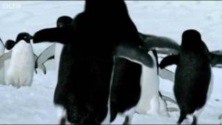 Penguins - BBC