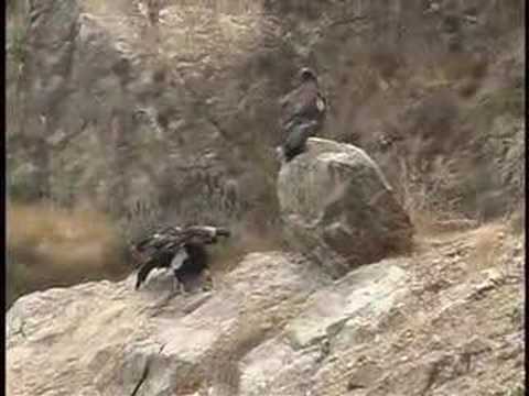 california condor pictures. dresses California Condors Die