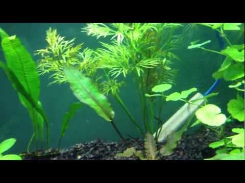 Cycling a Planted Tank for Fish