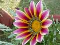 Sri Sri Ravi Shankar, Art of Living Bhajan-High Quality