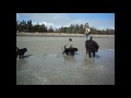 Photo Newfie Puppies At Beach