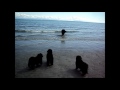 Image Newfie Puppies At Beach