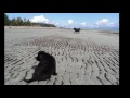 Picture Newfie Puppies At Beach
