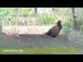 Vidéo faisans - Couple de faisans en vidéo