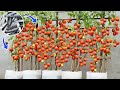 Only need to use fresh fish once. One of my tomato plants yields 50kg