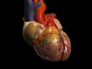 Biologia - Fisiologia - As vávulas do coração
