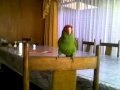 Loro bailando música de Shakira