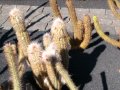 Guatiza- Jardín de Cactus