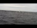 Tofino Whale's High Breach, Tofino Whale's High Breach Video