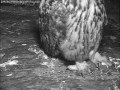 SWR Uhu Webcam 15.05.2013: Junguhu - erster Kontakt mit Lotte