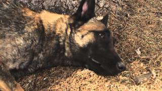 K9 Christmas - Scott & Kassie's Christmas Adventure - Trailer
