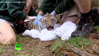 Амурские тигрята прошли первую диспансеризацию в Лондонском зоопарке