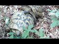 Photo Wilde Schildkröten Parung