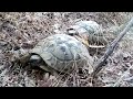 Image Wilde Schildkröten Parung
