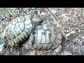 Picture Wilde Schildkröten Parung