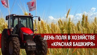 День поля в хозяйстве "Красная Башкирия": новый урожай с новой техникой