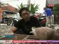 Photo Topik Antv Hobby Memelihara Merpati Balap