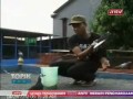 Image Topik Antv Hobby Memelihara Merpati Balap