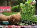 Picture Topik Antv Hobby Memelihara Merpati Balap