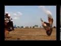 Picture Burung Merpati Balap Yang Berkualitas Burung Dara Balap Sprint