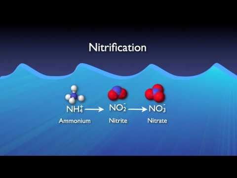 Nitrogen Removal Basics