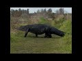 Alligator géant Alligator géant