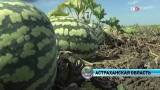 Арбузы. Естественный отбор