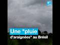 Une "pluie d’araignées" filmée au Brésil Une "pluie d’araignées" filmée au Brésil