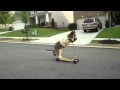Cão a andar de trotinete Cão a andar de trotinete