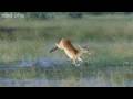 HD: Leaping Lechwe - Nature's Great Events: The Great Flood - BBC One