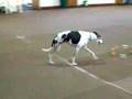 Three Legged Obedience Dog