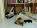 Cat thinks dog is the parent Cat thinks dog is the parent