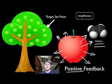 difference between positive and negative feedback loops