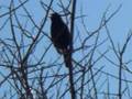 blackbird singing in the dead of night
